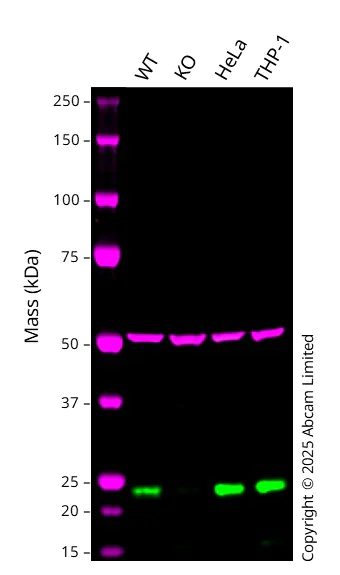 Western blot - Anti-Amino-terminal enhancer of split/AES antibody [EPR8385] (AB137060)