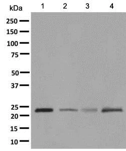 Western blot - Anti-Amino-terminal enhancer of split/AES antibody [EPR8385] (AB137060)