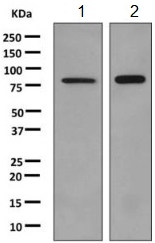 Western blot - Anti-AMPD1 antibody [EPR7495] - BSA and Azide free (AB249121), expandable thumbnail