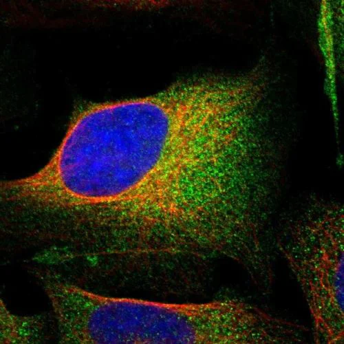 Immunocytochemistry/ Immunofluorescence - Anti-Amphiphysin antibody (AB244375)