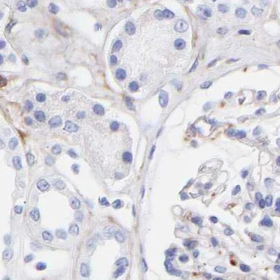 Immunohistochemistry (Formalin/PFA-fixed paraffin-embedded sections) - Anti-Amphiphysin antibody (AB244375)