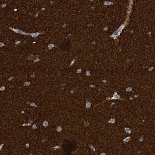 Immunohistochemistry (Formalin/PFA-fixed paraffin-embedded sections) - Anti-Amphiphysin antibody (AB244375)