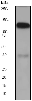 Western blot - Anti-Amphiphysin antibody [EP2060Y] - BSA and Azide free (AB247329)