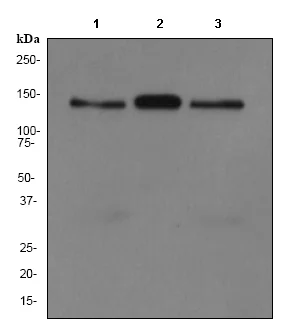 Western blot - Anti-Amphiphysin antibody [EP2061Y] - BSA and Azide free (AB284743)