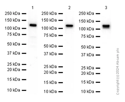 Western blot - Anti-Amphiphysin antibody [EP2061Y] - BSA and Azide free (AB284743)