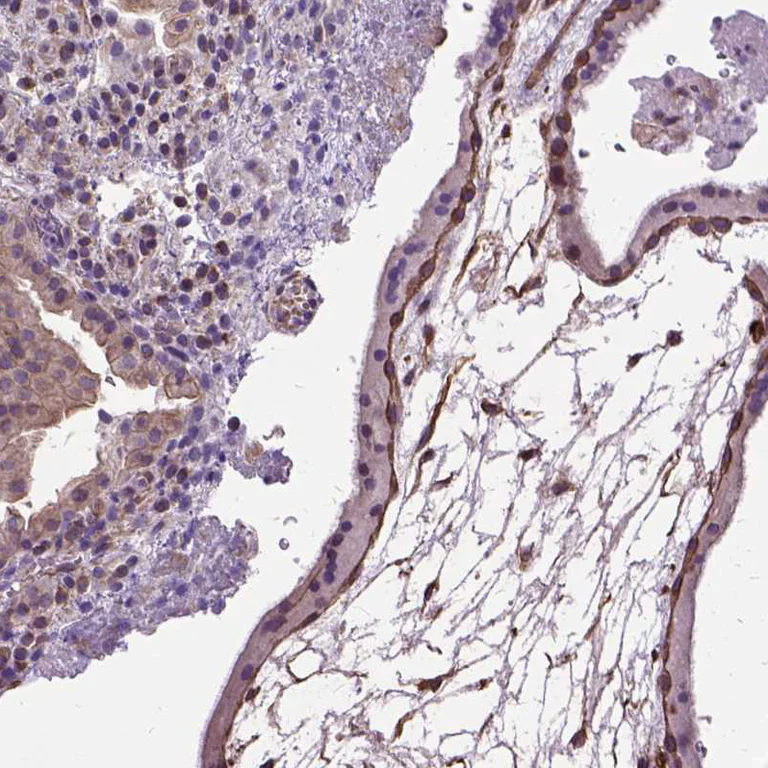 Immunohistochemistry (Formalin/PFA-fixed paraffin-embedded sections) - Anti-Amphiregulin antibody (AB224350)