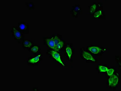 Immunocytochemistry/ Immunofluorescence - Anti-Amphiregulin antibody (AB234750)