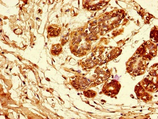 Immunohistochemistry (Formalin/PFA-fixed paraffin-embedded sections) - Anti-Amphiregulin antibody (AB234750)