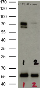 Anti-AMPK alpha 1 + AMPK alpha 2 antibody [34.2] (ab80039