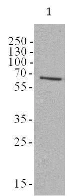 Western blot - Anti-AMPK alpha 1 + AMPK alpha 2 antibody [34.2] (AB80039)