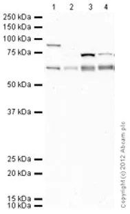 Western blot - Anti-AMPK alpha 1 + AMPK alpha 2 antibody [34.2] - BSA and Azide free (AB187408)