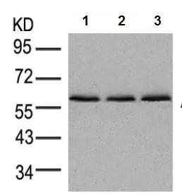 Western blot - Anti-AMPK alpha 1 + AMPK alpha 2 antibody (AB131512)