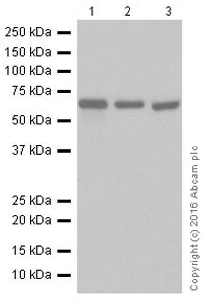 Western blot - Anti-AMPK alpha 1 + AMPK alpha 2 antibody [EPR19549] (AB207442), expandable thumbnail