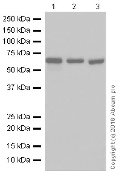 Western blot - Anti-AMPK alpha 1 + AMPK alpha 2 antibody [EPR19549] (AB207442)