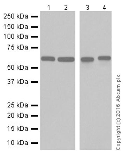 Western blot - Anti-AMPK alpha 1 + AMPK alpha 2 antibody [EPR19549] (AB207442), expandable thumbnail