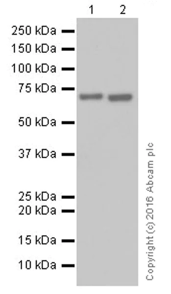 Western blot - Anti-AMPK alpha 1 + AMPK alpha 2 antibody [EPR19549] (AB207442)
