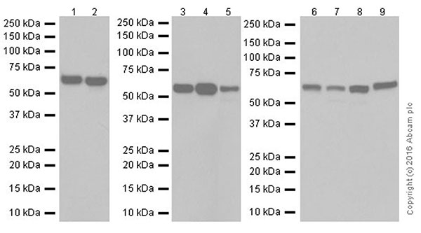 Western blot - Anti-AMPK alpha 1 + AMPK alpha 2 antibody [EPR19549] (AB207442), expandable thumbnail