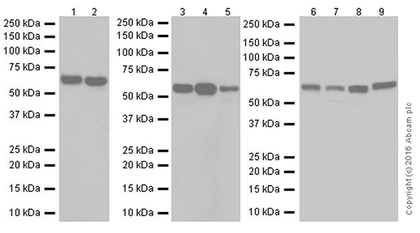 Western blot - Anti-AMPK alpha 1 + AMPK alpha 2 antibody [EPR19549] (AB207442)