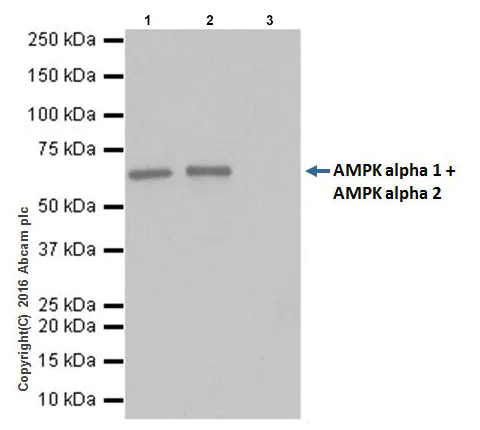 Immunoprecipitation - Anti-AMPK alpha 1 + AMPK alpha 2 antibody [EPR19549] - BSA and Azide free (AB222491)
