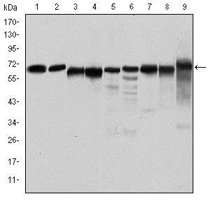 Western blot - Anti-AMPK alpha 1 antibody [2B7] (AB110036)