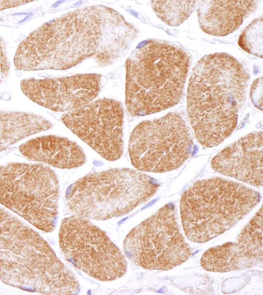 Immunohistochemistry (Formalin/PFA-fixed paraffin-embedded sections) - Anti-AMPK alpha 1 antibody (AB3759)