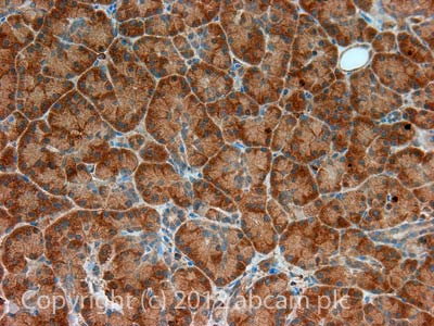 Immunohistochemistry (Formalin/PFA-fixed paraffin-embedded sections) - Anti-AMPK alpha 1 antibody (AB3759)