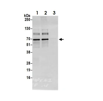 Immunoprecipitation - Anti-AMPK alpha 1 antibody (AB3759)