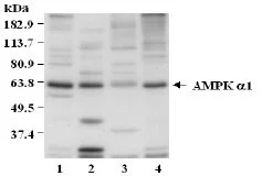 Western blot - Anti-AMPK alpha 1 antibody (AB3759)