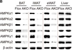 Anti-AMPK alpha 1 antibody