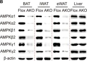 Western blot - Anti-AMPK alpha 1 antibody (AB3759)