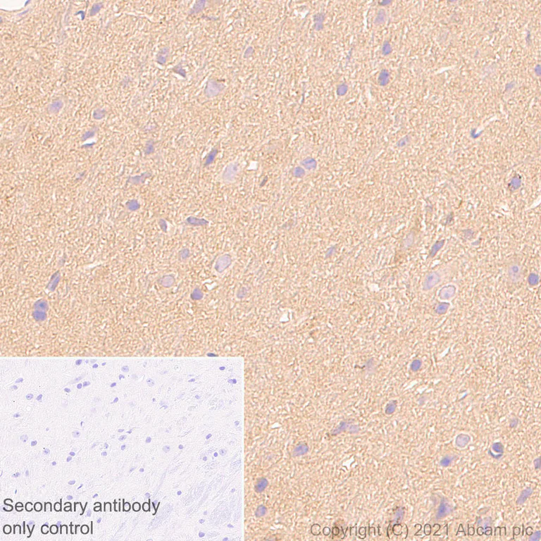 Immunohistochemistry (Formalin/PFA-fixed paraffin-embedded sections) - Anti-AMPK alpha 1 antibody [EPR24413-70] (AB271188)