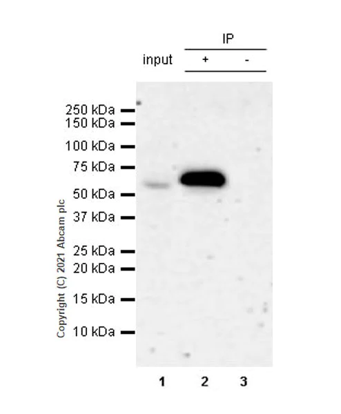 Immunoprecipitation - Anti-AMPK alpha 1 antibody [EPR24413-70] (AB271188)
