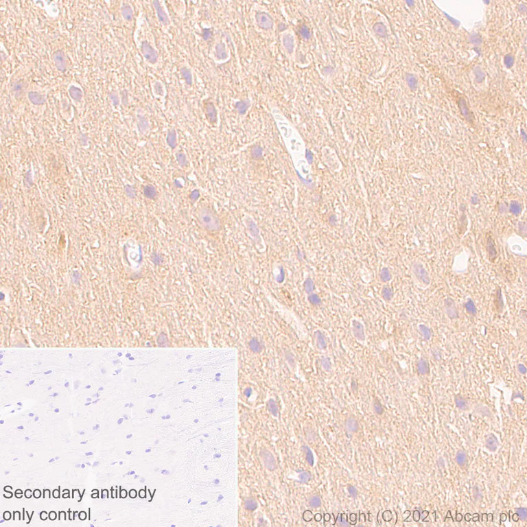 Immunohistochemistry (Formalin/PFA-fixed paraffin-embedded sections) - Anti-AMPK alpha 1 antibody [EPR24413-70] - BSA and Azide free (AB288572)