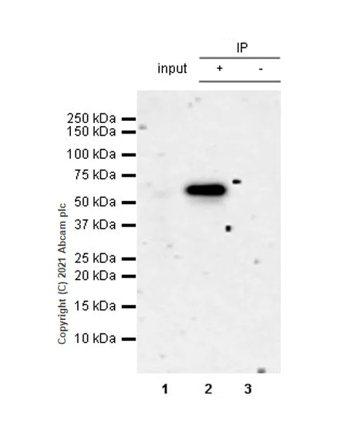 Immunoprecipitation - Anti-AMPK alpha 1 antibody [EPR24413-70] - BSA and Azide free (AB288572)