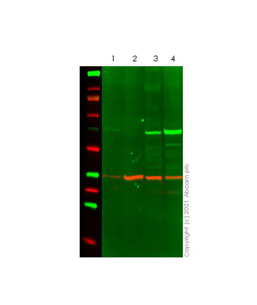 Western blot - Anti-AMPK alpha 1 antibody [EPR24413-70] - BSA and Azide free (AB288572)
