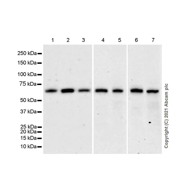 Western blot - Anti-AMPK alpha 1 antibody [EPR24413-70] - BSA and Azide free (AB288572)