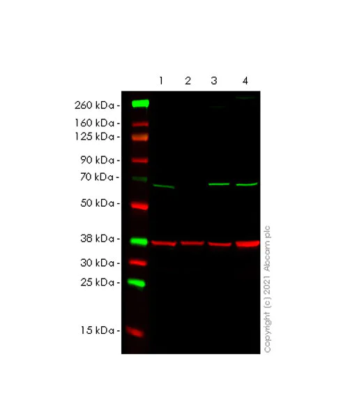 Western blot - Anti-AMPK alpha 1 antibody [EPR24413-70] - BSA and Azide free (AB288572)