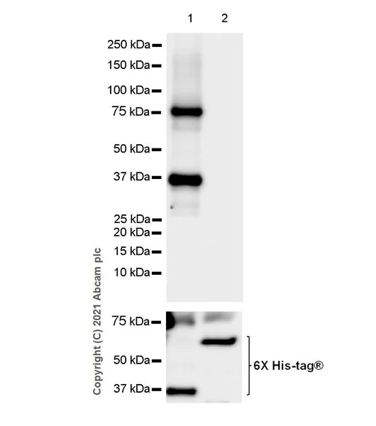 Western blot - Anti-AMPK alpha 1 antibody [EPR24413-70] - BSA and Azide free (AB288572)