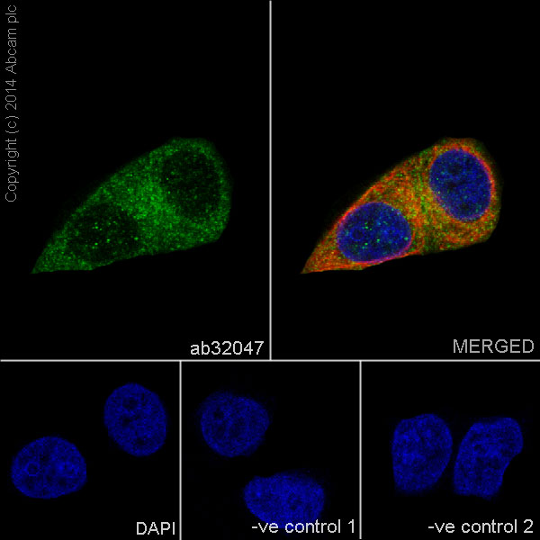 Immunocytochemistry/ Immunofluorescence - Anti-AMPK alpha 1 antibody [Y365] (AB32047), expandable thumbnail