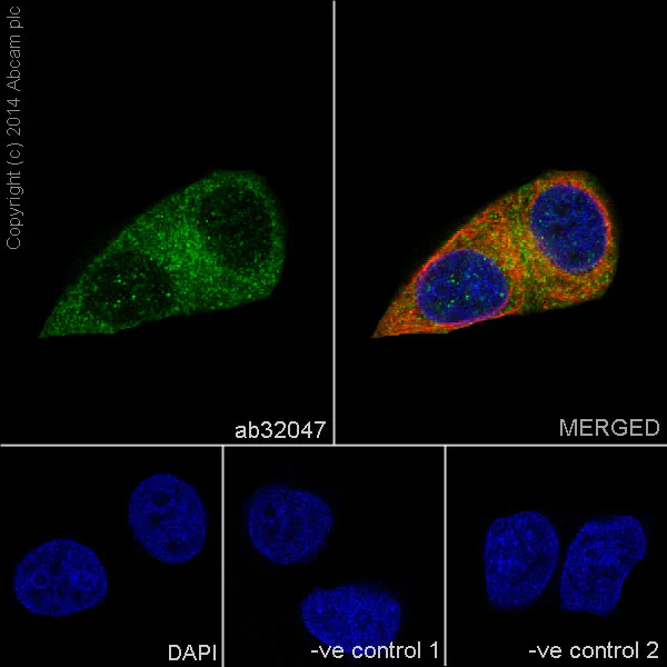 Immunocytochemistry/ Immunofluorescence - Anti-AMPK alpha 1 antibody [Y365] (AB32047)