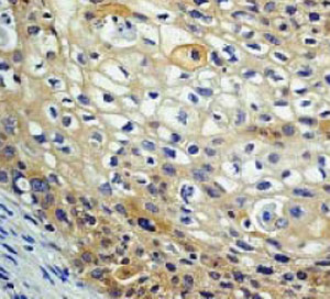 Immunohistochemistry (Formalin/PFA-fixed paraffin-embedded sections) - Anti-AMPK alpha 1 antibody [Y365] (ab32047), expandable thumbnail