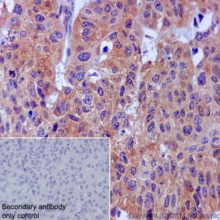 Immunohistochemistry (Formalin/PFA-fixed paraffin-embedded sections) - Anti-AMPK alpha 1 antibody [Y365] (AB32047)