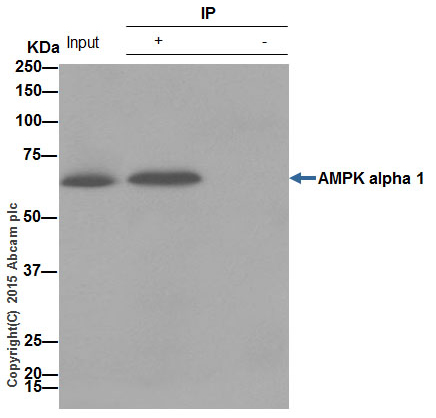 Immunoprecipitation - Anti-AMPK alpha 1 antibody [Y365] (AB32047), expandable thumbnail