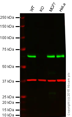 Western blot - Anti-AMPK alpha 1 antibody [Y365] (AB32047)