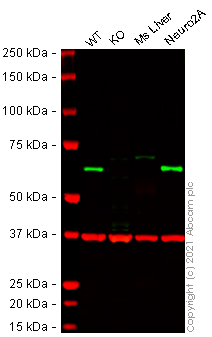 Western blot - Anti-AMPK alpha 1 antibody [Y365] (AB32047), expandable thumbnail