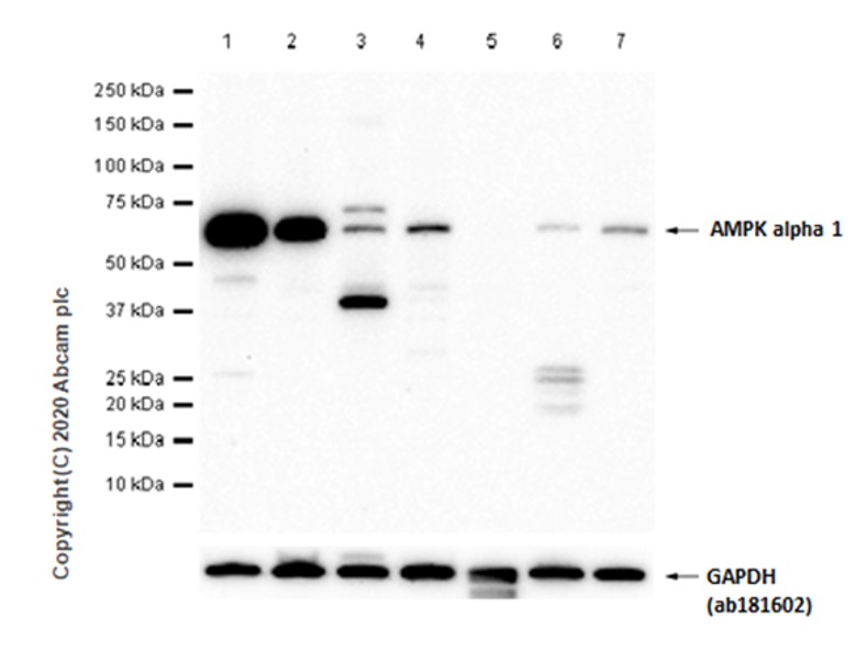 Western blot - Anti-AMPK alpha 1 antibody [Y365] (ab32047), expandable thumbnail