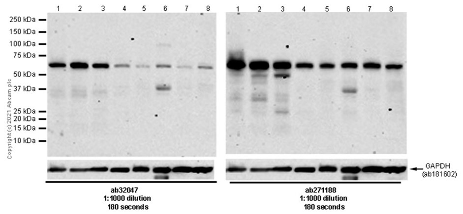 Western blot - Anti-AMPK alpha 1 antibody [Y365] (ab32047), expandable thumbnail