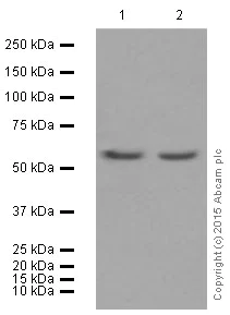 Western blot - Anti-AMPK alpha 1 antibody [Y365] (AB32047)