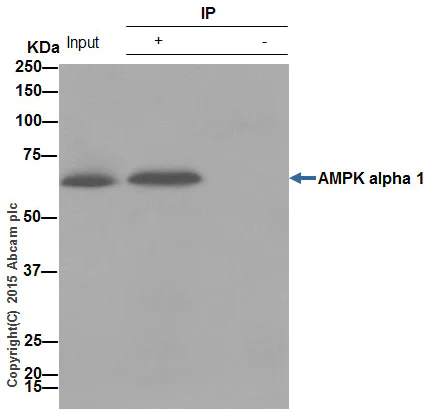 Immunoprecipitation - Anti-AMPK alpha 1 antibody [Y365] - BSA and Azide free (AB210714)