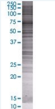 AMPK alpha 1 overexpression 293T lysate (whole cell)